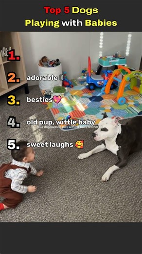 Top 5 Dogs Playing with Babies