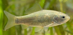 Carassius - Alchetron, The Free Social Encyclopedia