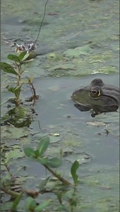 2.6M views · 10K reactions | Frogs are cannibals  | The Fish Whisperer | Facebook