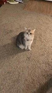 Cash：MOM! sister alien is trying to breakout！ Let me show you!#catsoftiktok #catlover #cat #cutecat | Cash Meow