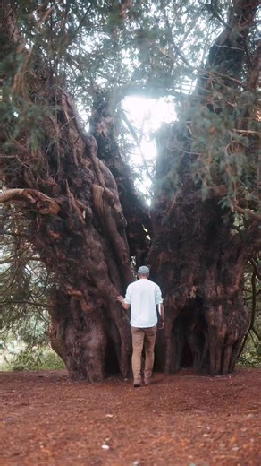 2.3K views · 57 reactions | Visiting this ancient yew tree has been on my bucket list for a long time and it did not disappoint. Walking up to its hollowed out interior I could almost hear it whispering 2000 years of history. | Joel Robison Photography | Facebook