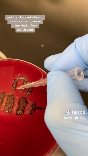 Bumblebee > Wasp #fyp #science #art #spring #microbiology #lab