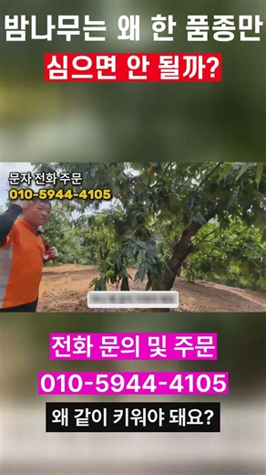 밤나무는 왜 한 품종만 심으면 안 될까?