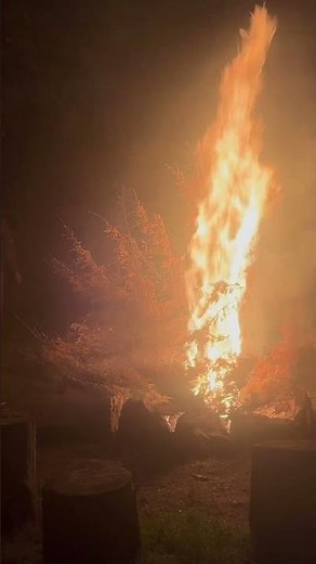 Cedar tree when put in a fire