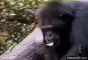 Monkey Smells Finger, Falls out of Tree....epic! on Make a GIF