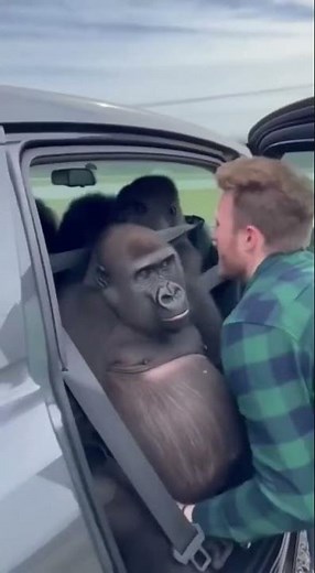 Unbelievable Rescue: Newborn Gorilla Born on U.S. Highway 🦍✨ #gorilla #zoo