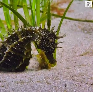 A conservationist had a close encounter with the a rare long-snouted seahorse, also known as a spiny seahorse, off the coast of the UK. https://abcnews.go.com/Live | ABC News