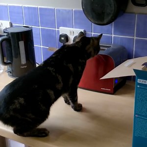 He used up one of his nine lives here 😸 | LADbible