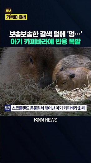 Baby Capybara Born for the First Time in 18 Years: "Cutness Worth the Wait" Explosion / KNN