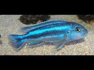 My Mbuna (Maingano) Cichlid released its fries !