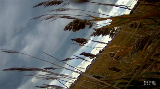 Virginia Rail in the wind 35 yards. Steel #7. Muller TIMBÜR choke! | Müller Hunting Chokes