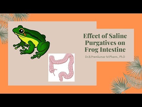 Effect of Saline Purgatives on Frog Intestine