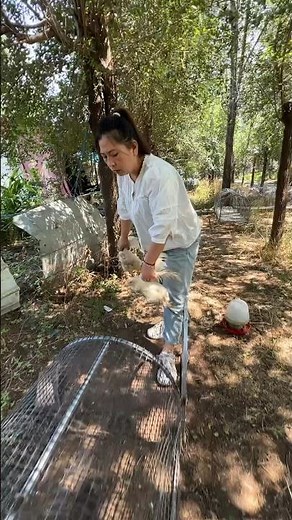 DIY Foldable Chicken Coop Runway - Easy Outdoor Setup #DIYFarming#Poultry Farming#BackyardChickens