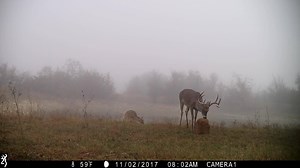 2.1K views · 47 reactions | Beautiful 8 point filling up on our AntlerMax® Deer Block. These blocks are perfect for attracting deer and providing them the nutrition they need. Ease of use means you can put them in those hard to reach areas that the big bucks like to hang out in. Check out why the deer love them: https://www.purinamills.com/deer-feed/products/detail/antlermax-deer-block | Purina Wildlife | Facebook