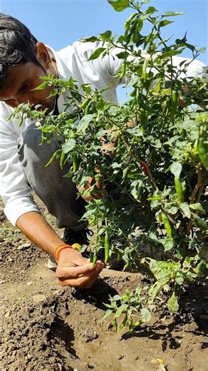 Picking fresh chilies from the garden #nature #farming #chilli #shorts
