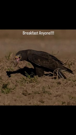 I am noticing the Dark Morph Ferruginous Hawk is way less scared of me and my Camera than his multi color cousins. He flies down, kicks ass, and smiles while doing so... #ferruginoushawk #frontierwestphotography #sony #wildlifephotography #nevadaphotographer @sonyalpha @birdsofprey | Frontier West Photography