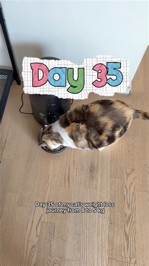 Day 35 of my cat’s weight loss journey from 8kg to 5kg (17.6 lbs to 11 lbs) 🐾