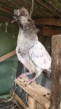 me ka is challenge ko complete kar paunga..