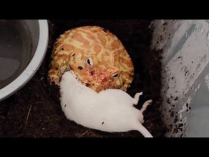 Pac Man Frog Has First True Battle With Mouse!