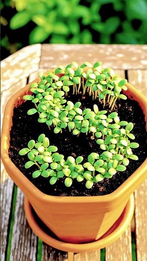 Plant growth timelapse are going viral. so here is the prompt 👇🏻 See less
