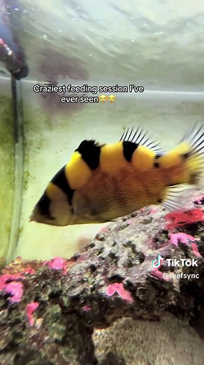 Von is wild 😭 #reefsync #fyp #saltwateraquarium #fishtok #eel | eel