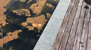 Dirty water in swimming pool. Dirty pool water and debris floating on the surface. HD slow motion. Stock Video