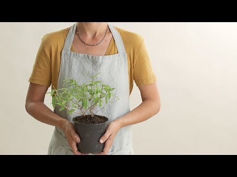 Plantas: cómo trasplantar paso a paso