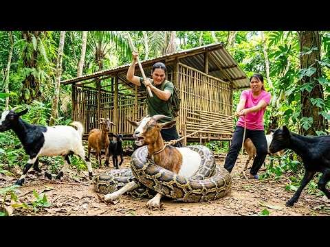 Farm Under Attack! | A Giant Python Threatens Our Precious Goats After the Wild Fruit Harvest