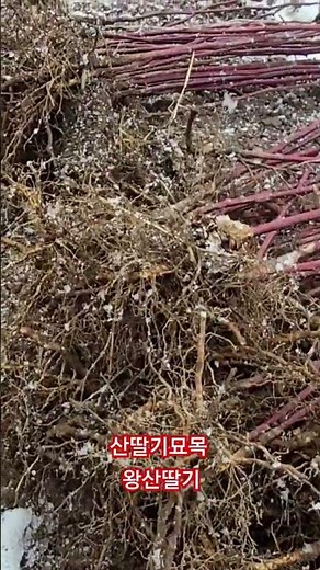 왕산딸기묘목작업 #산딸기 #산딸기묘목