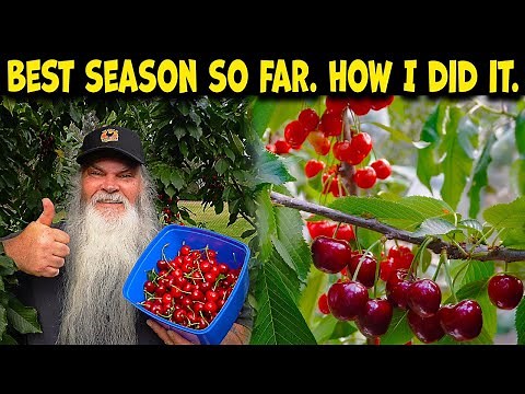 Cherries. Planting to harvest explained. 3 years of video to help.