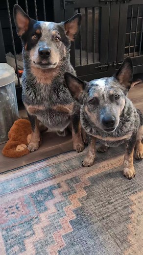 The Watchful Eye of Australian Cattledogs