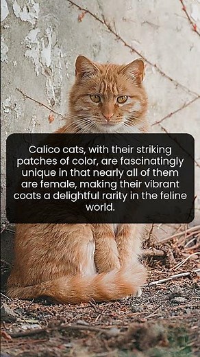 Unveiling the mystery behind the rare beauty of calico cats