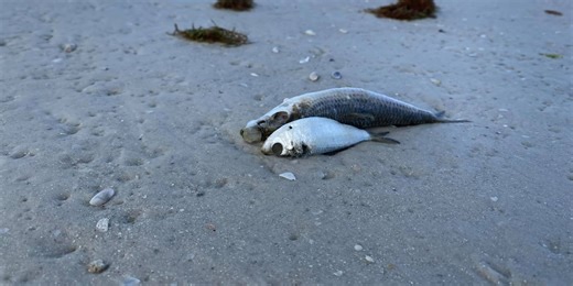 Sarasota research facility planning more studies on red tide effects