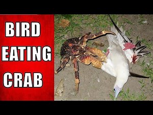 How Does The Coconut Crab Kill Birds