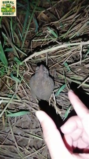 Catching toads #Shorts