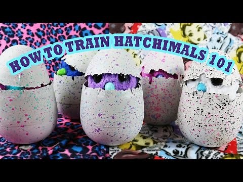 How to Train Hatchimals – Hatchimal Training 101