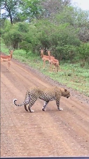 Impalas FREEZE in panic from leopard