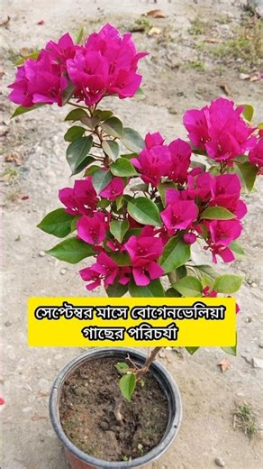 সেপ্টেম্বর মাসে বোগেনভেলিয়া গাছের পরিচর্যা #shorts #shortvideo #youtubeshorts #shortsvideo
