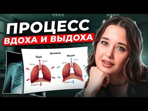 THE ANATOMY OF INHALATION AND EXHALATION / How does the respiratory system work? / 2026 Biology U...