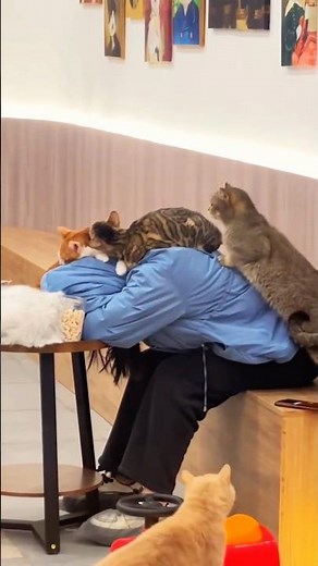 Cats Humans Pure Love Moments 🥰♥️#viral #cat #trending