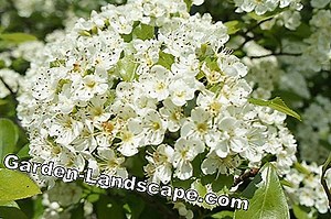 Plants: Acacia tree in the garden - Plant acacia and care properly | 2025