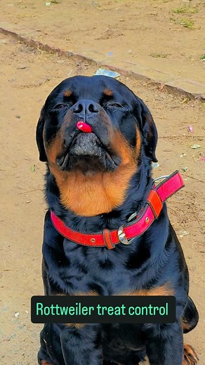 15K views · 86 reactions | Smart Rottweiler vs cute boy  #rottweilerclub #instadog #doglife world feature rottweilerlovers rott mastiff rottweilerlover labrador rottweilerland rotties rottweilerpuppies rottweilerdog germanrottweiler rottweilerbreed dogsofinsta husky rottiepuppy rottweilerofinstagram cute rottweileroftheday dogoargentino bulldog americanbully rottweilersofficial rottweilersofig frenchbulldog goldenretriever puppylife | Sonu Singh Yadav | Facebook