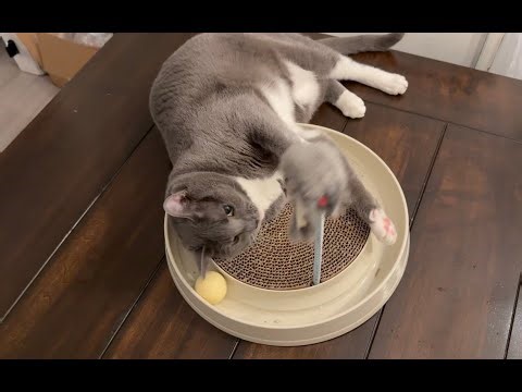 Cat Scratcher Toy Review- Scratch Pad w/ Ball Track and Plush Mouse Toy for Indoor Cats and Kittens