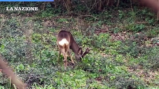 A Novoli spuntano i caprioli
