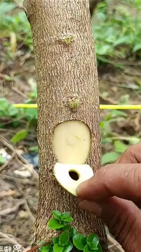 Tree Grafting 101 #Viralvideo #TreeGrafting #GardeningTips