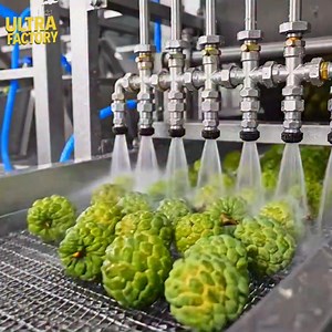 Custard Apple Processing Factory From Fruit to Dessert | Ultra Factory