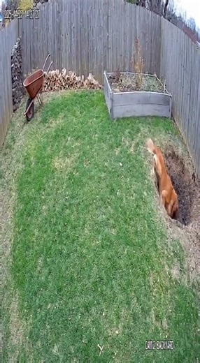 Golden Retriever's Wild Digging Spree After Playful Moment with Kitten!