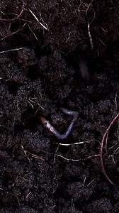 Earthworms are gardeners' best friends as they reside in the soil and feed on decomposing organic matter, which leads to the growth of beneficial soil bacteria. If you notice a large population of earthworms in your garden, it indicates a healthy soil ecosystem. Adding compost worm castings or liquid can further enhance the soil quality and promote the growth of nutrient-dense food. Follow us to learn about beneficial animals, gardening, designing self-sufficient systems, and more! #permaculture