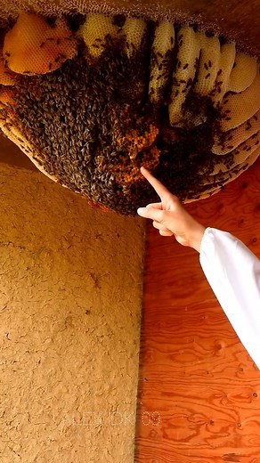 Capped Queen Cell Found 🐝 #queens #bee #honey #farming | Alex dk 09