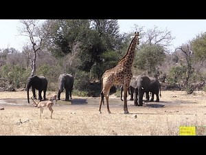 Nasty Elephants vs Impala, Kudu And Giraffe